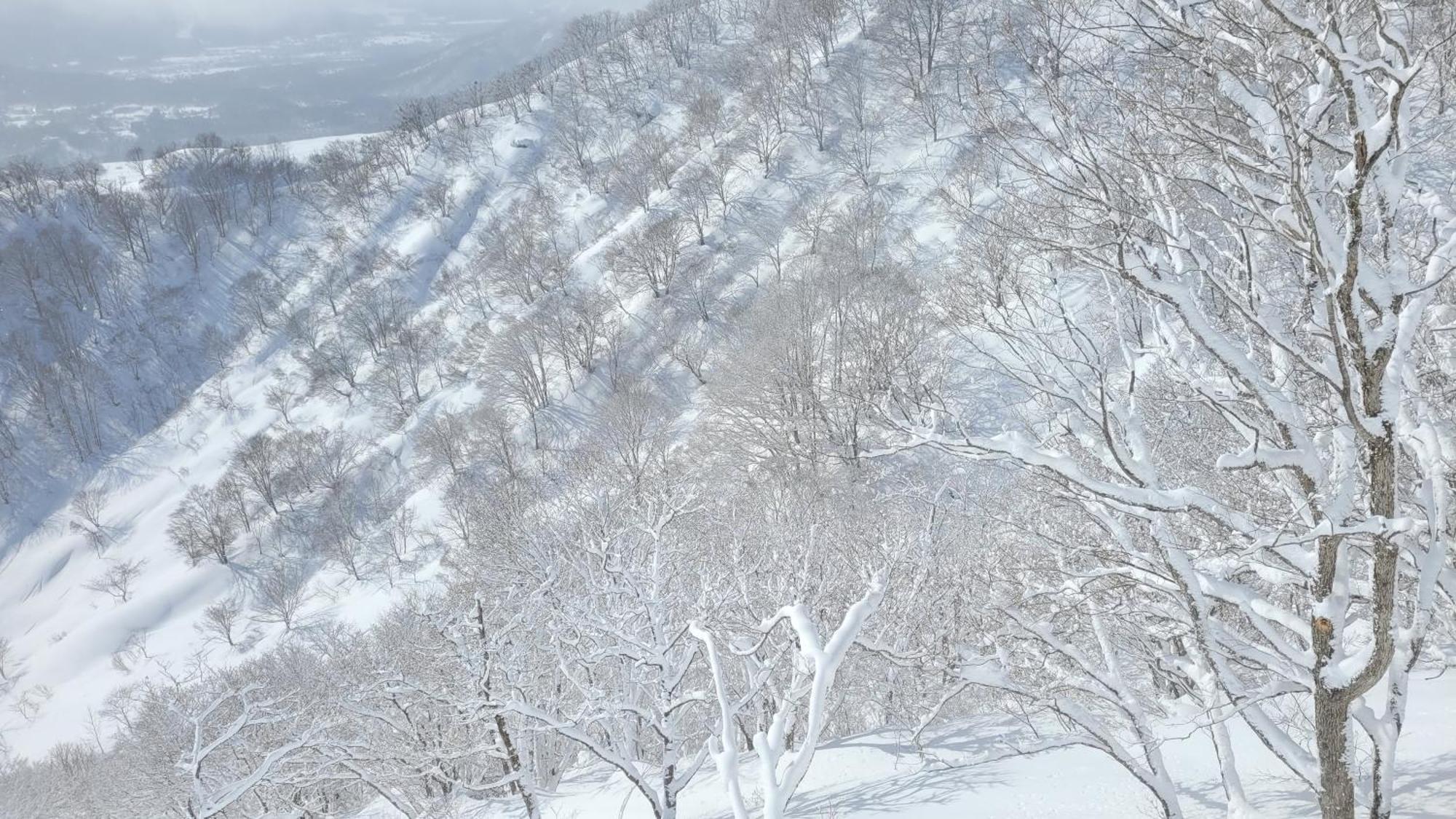 Kodama Lodge Otari Dış mekan fotoğraf
